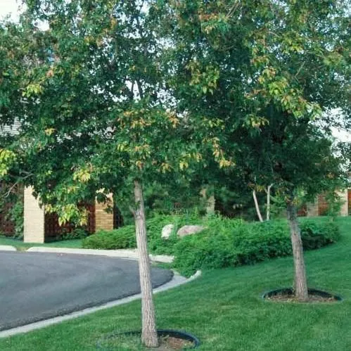 thumbnail for publication: Acer ginnala: Amur Maple